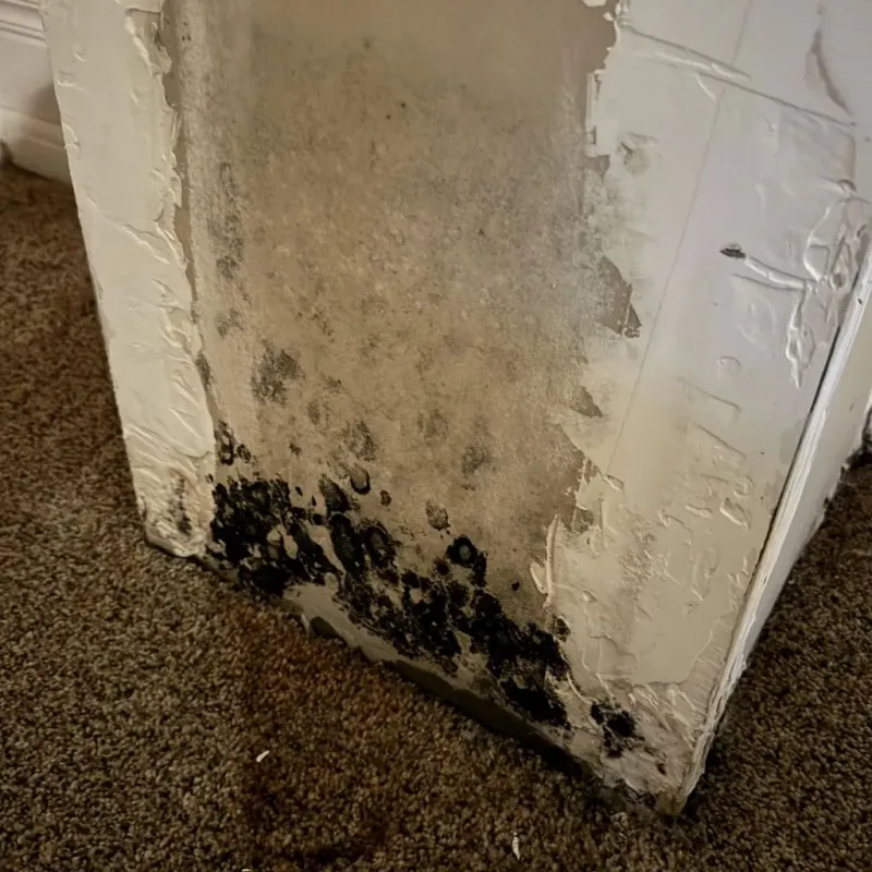 Professional Mold Removal in Foresthill, CA